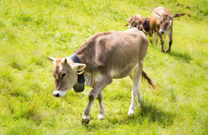 Bio vs. konventionell: Ein umfassender Vergleich